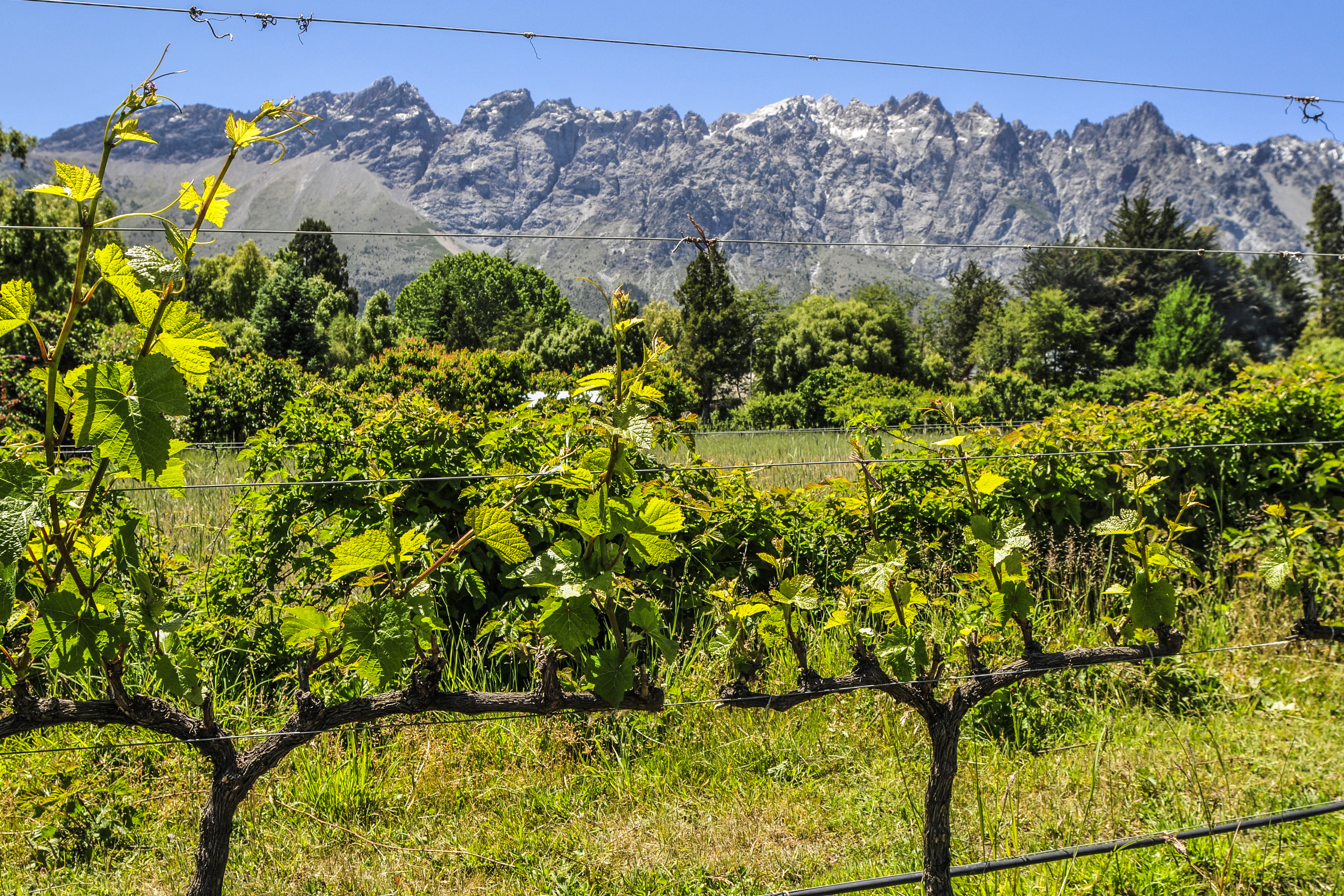 EL BOLSÓN – RÍO NEGRO – Geografía del Vino