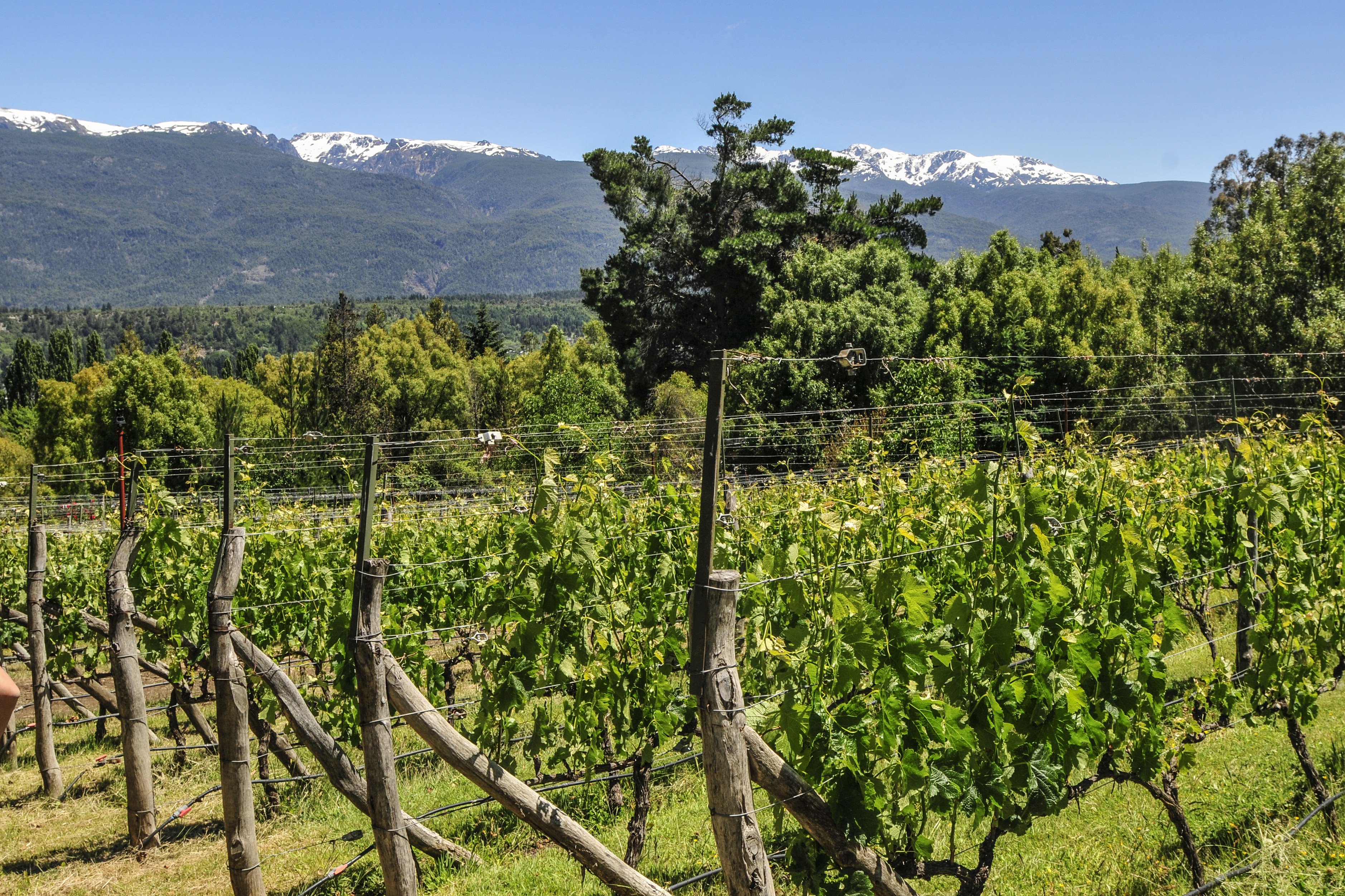 EL BOLSÓN – RÍO NEGRO – Geografía del Vino