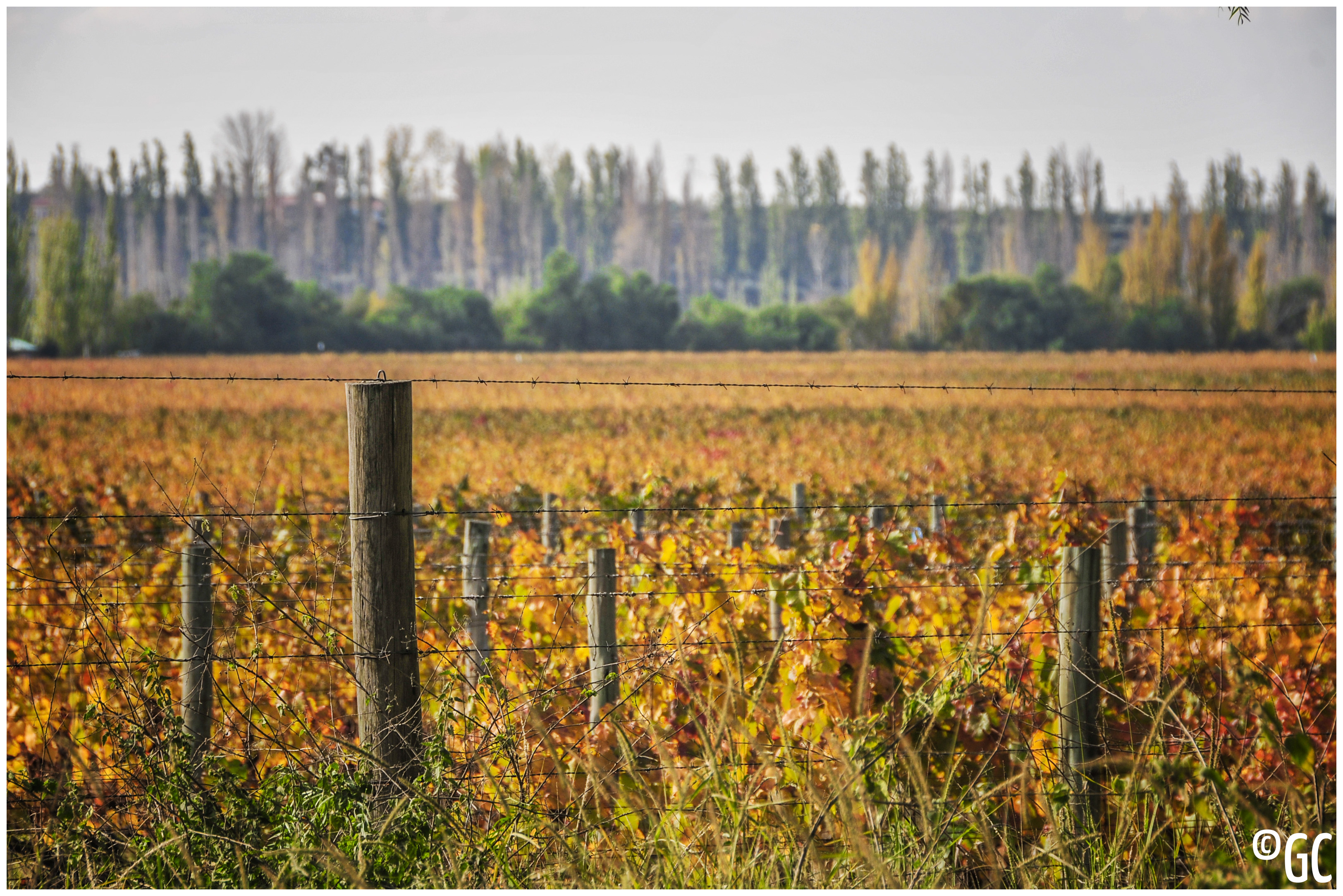 PERDRIEL – Geografía del Vino